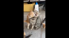 Cute kittens playfully interact with adult cat in Hebei, China