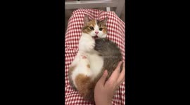 Cat playfully bites tail while enjoying massage in Zhejiang, China