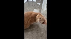 Shy cat startled by sudden knock in Zhejiang, China