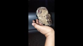 Mesmerizing Red Eyes: A Little Owl Bathed in Flashlight's Glow