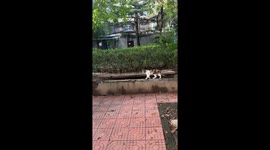 Dog hilariously falls while jumping between ledges in Henan, China