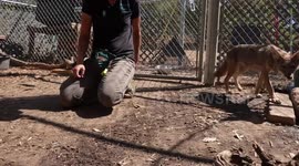 Orphaned coyote pups given new home at Virginia Living Museum