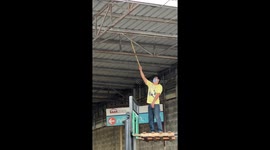 Worker stands on forklift to reach and catch python at warehouse