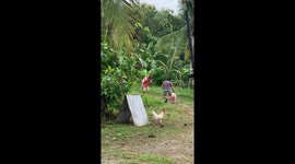 Farmer gives escaped pig a piggyback after it breaks free from pen