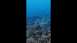Fish hitches an underwater ride on a turtle's back