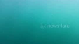 Under water footage of a Carpet of Brittle Star Isle Of Man