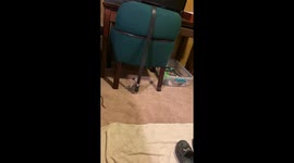 Baby Opossum Marks His Territory