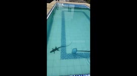 Rescuing an Iguana Out of the Pool