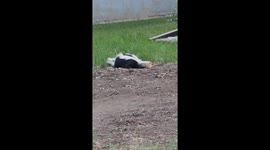 Saving a Skunk Stuck in a Jar