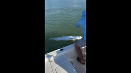 Tarpon Fishing Becomes Contact Sport