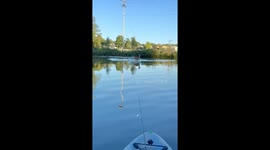 Deer Takes Kayakers By Surprise
