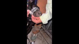 Abused Puppy Rescued by Tourists