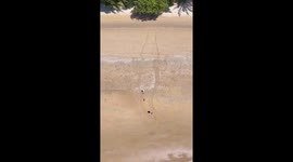Couple draw stunning 20-metre crocodile into sand on Australian beach