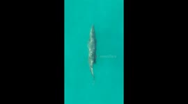 Giant Saltwater Crocodile Lurking Beneath the Surface | Cape Tribulation, Australia