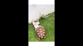 Dog and Turtle Play in the Backyard