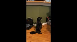 Tiny Dog Begs on Two Legs