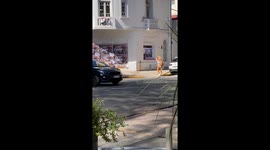Golden Retriever Getting a Piggyback Ride Through the City