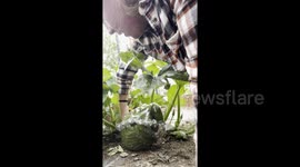 Woman grows pumpkin in shape of Frankenstein's monster's head