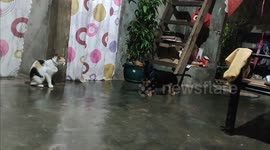 Cat stays ice-cool as dog barks furiously in its face