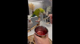 Parrots Try Fruit Compote for the First Time