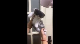 Adorable kitten gets fluffy, messy hairstyle with fan in Chongqing, China