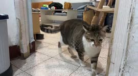 Cat surprises owner with sudden slap in Hebei, China