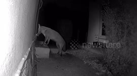 Fox and hedgehog seen feeding together in rare footage captured by UK homeowner