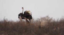Safari goer films cheetah's epic chase and take down of an ostrich