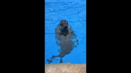 Seal makes funny sounds and claps flippers at visitors in Shandong, China