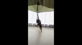 Cat spins around after getting claw stuck on blanket in Zhejiang, China