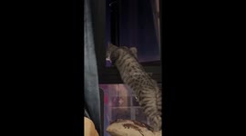 Cat watches people arguing outside from window in Jiangxi, China