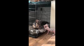 Kitten interacts gently with dogs in Manchester, England