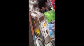 Squirrel caught exploring the toy section at Dollarama in Malton, Canada