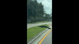 Why did the alligator cross the road? Huge gator stops traffic outside Florida supermarket