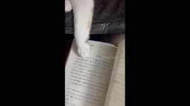 Cat taps every page of a book in Zhejiang, China