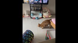 Cat prepares for a speed run in Jiangsu, China