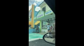 Shopper shocked after spotting man with pet alligator sitting outsider bakery