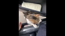 Stray cat makes itself at home inside a car in Jilin, China