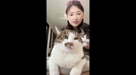 Cat hisses when owner whispers in Hebei, China