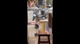 Cat dramatically startled by stray behind glass in China