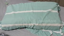 Owner discovers cat sleeping inside pillow in Zhejiang, China
