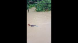 The man rescues chicken floating in flood