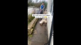 Feathered welcome party greets Airbnb guest—Traveler’s duck-and-chicken parade delights viewers