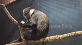 Baby joy at Edinburgh Zoo after birth of rare L'Hoest's monkey