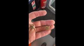 Some brittle star fish I caught