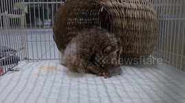 Tourist caught 'trying to smuggle lorises, otters, and tortoises' through Bangkok airport