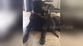 Newsflare Edit - Baby raccoon trying to get dogs attention