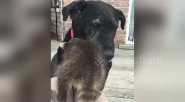 Newsflare Edit - adorable baby raccoon bonding with dog