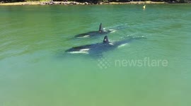 Two orcas swim up to beach in New Zealand
