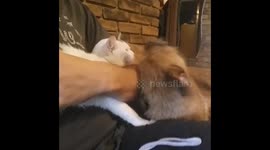Dog gets incredibly jealous when i pet my cat